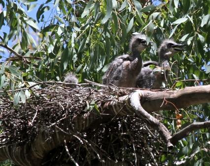 W-f Heron Chicks CampbellPark.JPG