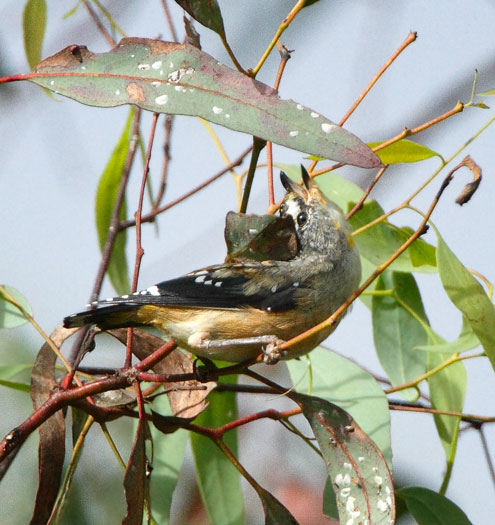 spotted-pardalote110115_6021b.jpg