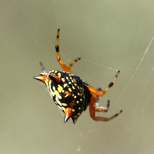 Austracantha-minax110116_6815.jpg