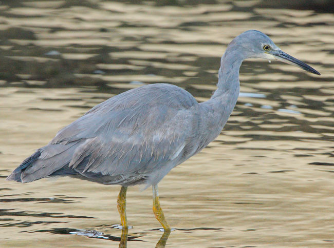 white-faced-heron100223_2365.jpg