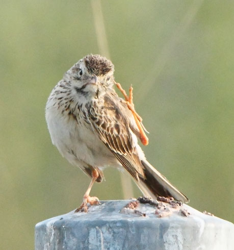 Australasian-pipit110121_7432d.jpg
