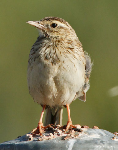 Australasian-pipit110121_7662d.jpg