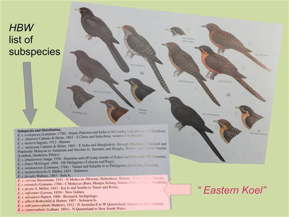 koel species_3218.jpg