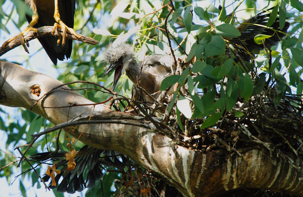 white-faced-heron-chick110118_7166c.jpg