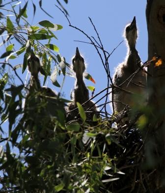 W-f Heron Chicks Campbell Park.JPG