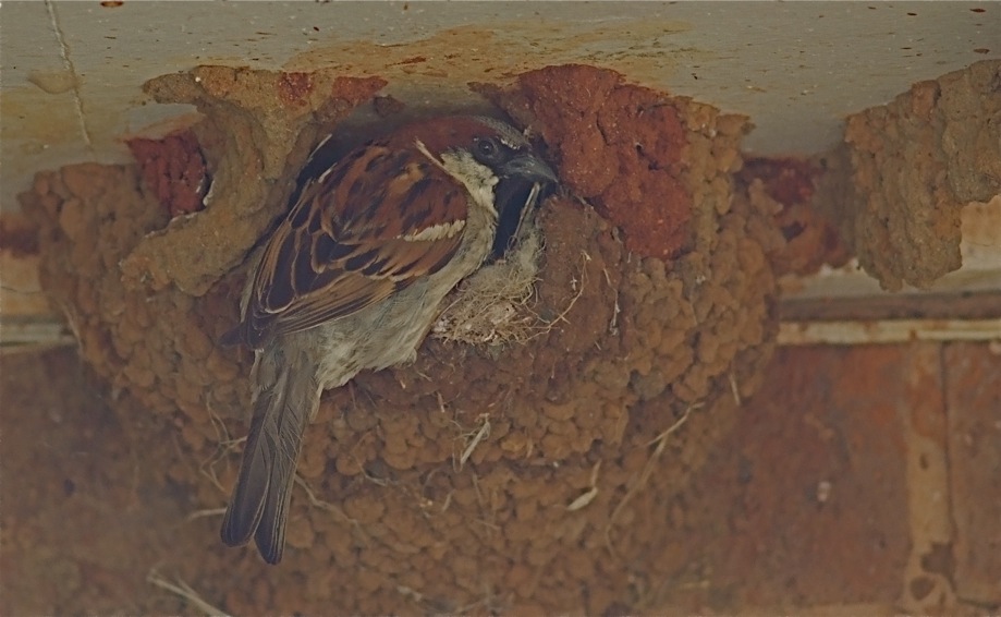 JPEG image