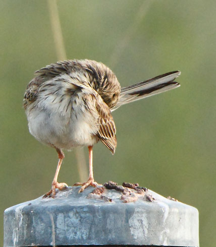Australasian-pipit_7414d.jpg