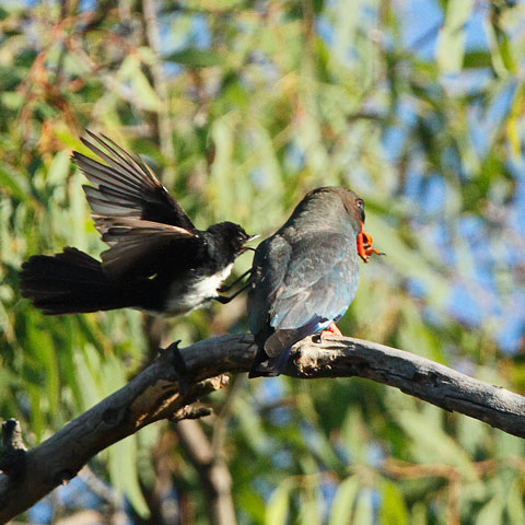 WWT-and-dollarbird110116_6645b.jpg