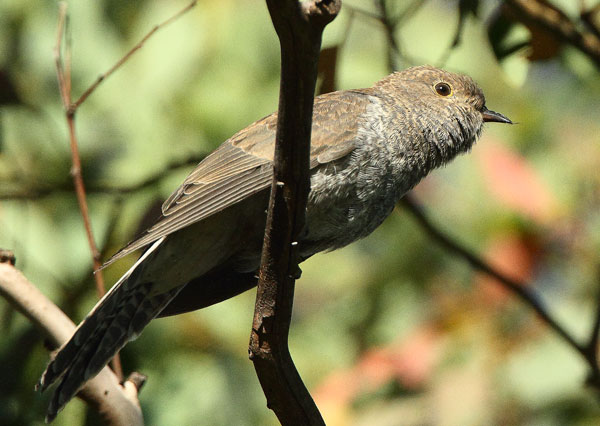 cuckoo110107_4556.jpg