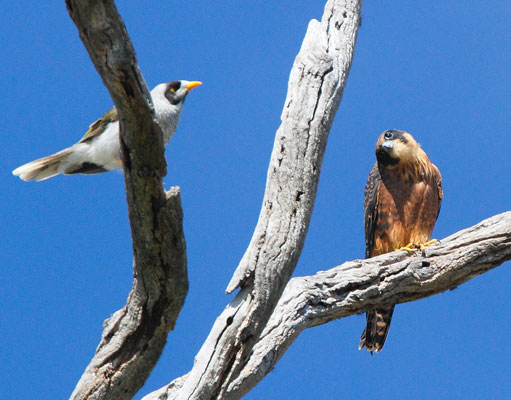 Aust-hobby110223_3081b.jpg