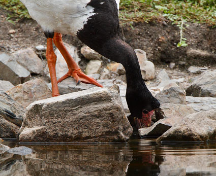 3_magpiegoose-rock110208_9205.jpg