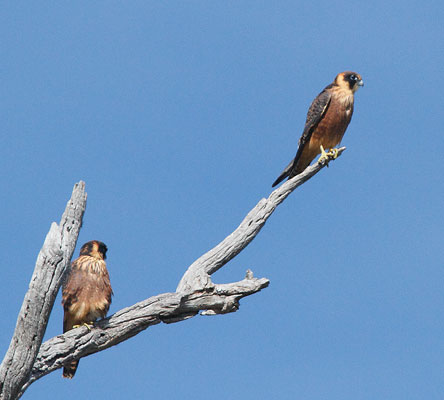 Aust-hobby110223_2916b.jpg