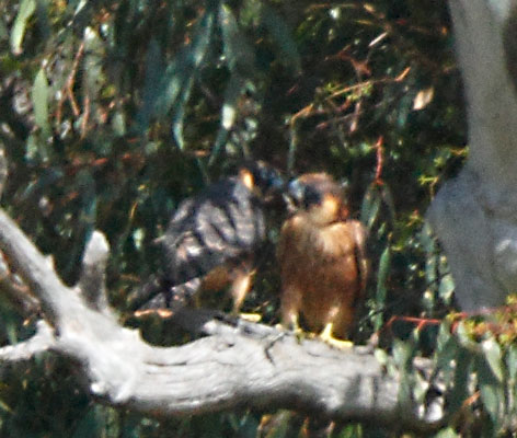 Aust-hobby110223_2858C.jpg
