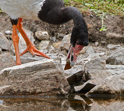 2_magpiegoose-rock110208_9203.jpg