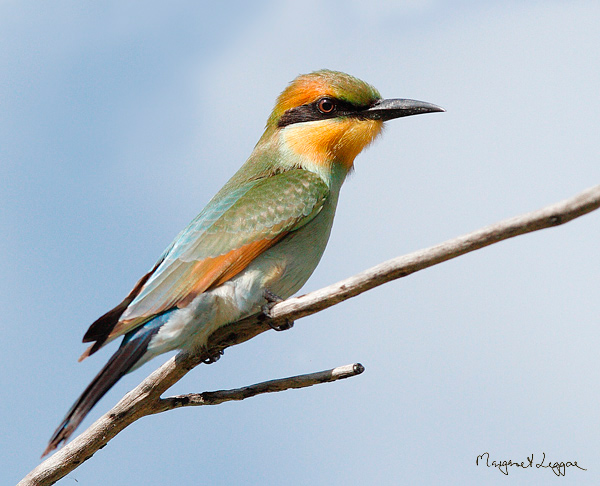 rainbow-bee-eater110316_8947.jpg