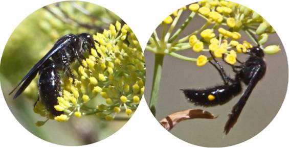 flower wasps_.jpg