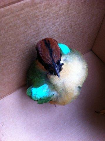 Noisy Pitta 1.jpg