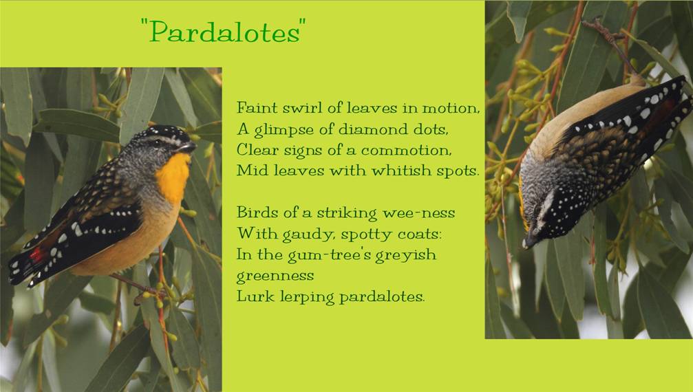pardalotes.jpg
