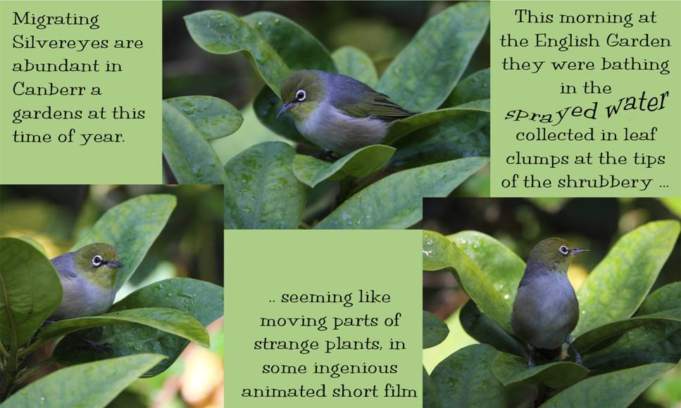 Silvereyes.jpg