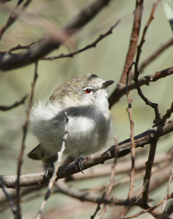 western-gerygone110327_0494.jpg