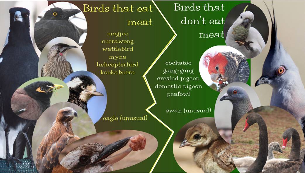 feeding guide.jpg