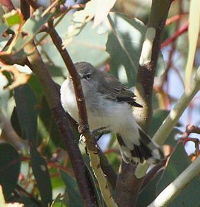 western-gerygone110327_0448.jpg