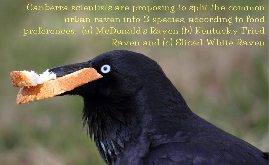 taxonomic distinctions.jpg
