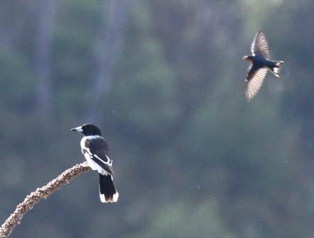 Pied Butcherbird2TinHut.JPG