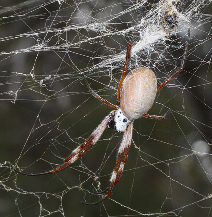 spider110429_3604.jpg