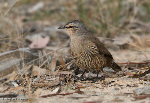 Browntreecreeper110429_3816sig.jpg