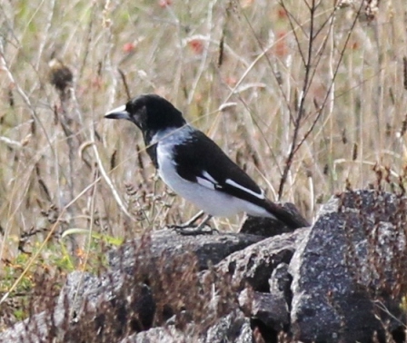 Pied Butcherbird TinHut.JPG