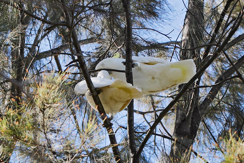 SCC_DY_110414_2083b.jpg