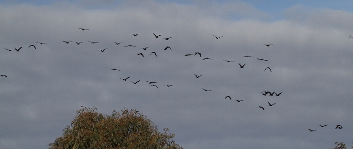 Y-T Black Cockatoos Cotter Road.JPG