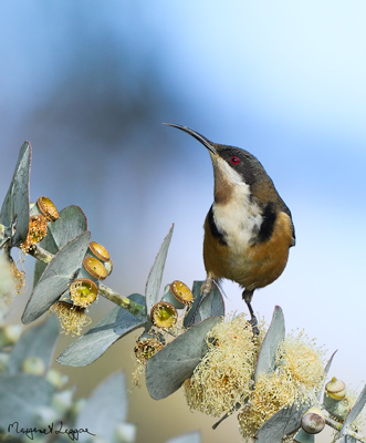 eastern-spinebill110519_6702sig.jpg