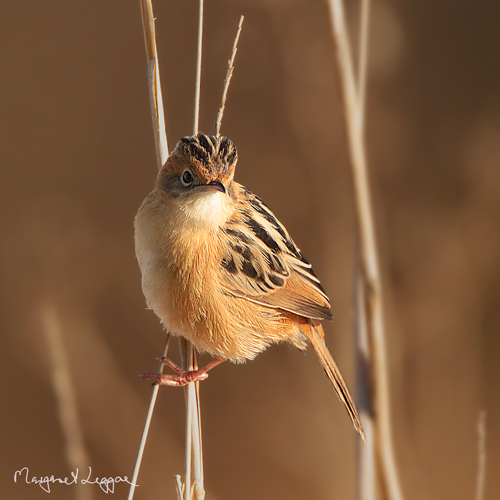 golden-headed-cisticola110526_7685bgdarkened.jpg