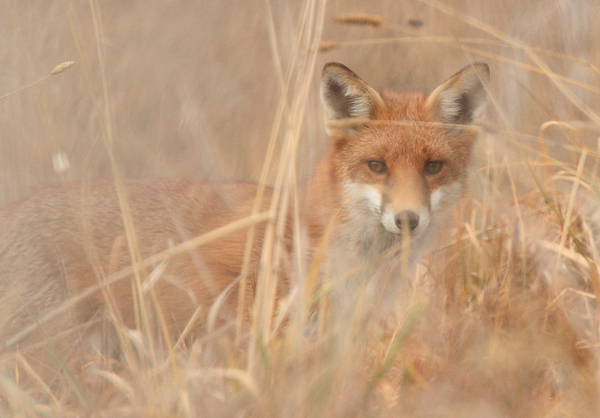 fox110529_8757.jpg