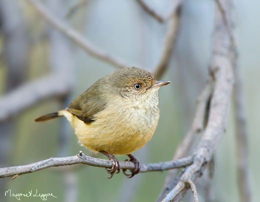 buff-rumped-TB110521_7541.jpg