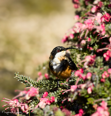 eastern-spinebill110515_6485flat.jpg