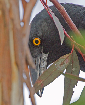 currawong-lerp110520_7347.jpg