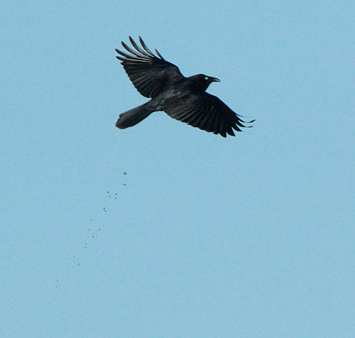 bombs-away110526_7710.jpg