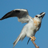 black-shouldered-kite101014_2282avatar