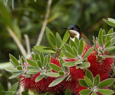 eastern-spinebill110519_7005.jpg