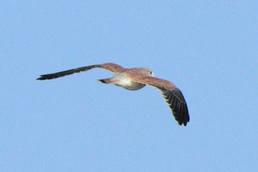 NK-110526_7698.jpg