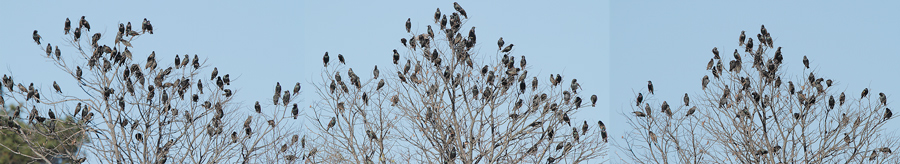 starlings-1.jpg