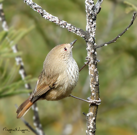 brownthornbill110611_9828-as-Smart-Object-1.jpg