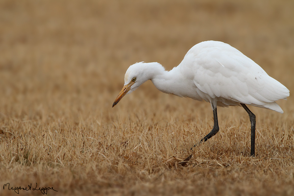 cattle-egret110605_9337.jpg