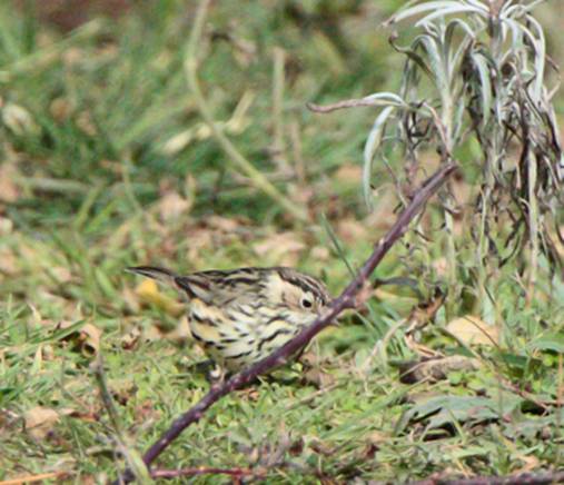 speckled-warbler110312_9560small.jpg