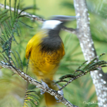 circular-honeyeater110611_9761.jpg