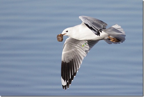 Silver_Gull_MG_5999_Canberra