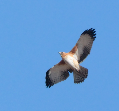 little-eagle110625_0608.jpg